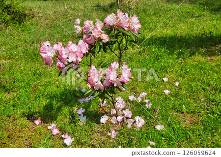 杜鵑花盛開的植物園 杜鵑花盛開的植物園 126059624