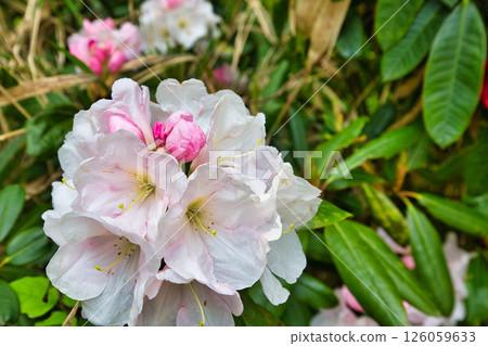 A botanical garden with blooming rhododendrons 126059633