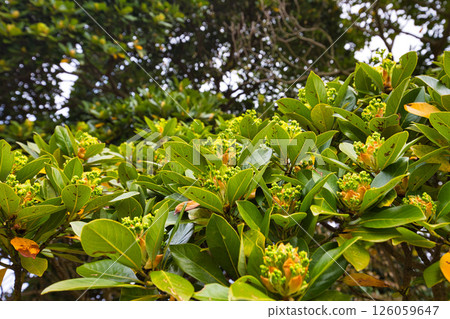 A botanical garden with blooming rhododendrons 126059647