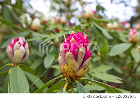 A botanical garden with blooming rhododendrons A botanical garden with blooming rhododendrons 126059675