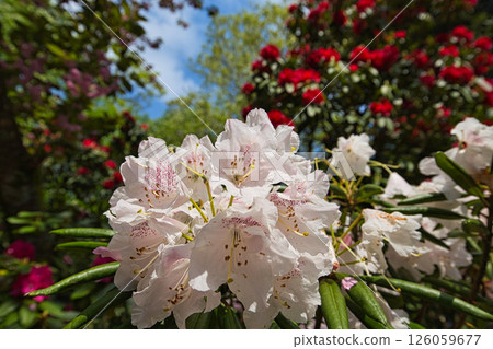 A botanical garden with blooming rhododendrons A botanical garden with blooming rhododendrons 126059677
