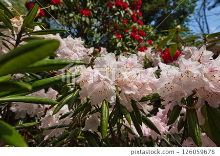 A botanical garden with blooming rhododendrons A botanical garden with blooming rhododendrons 126059678