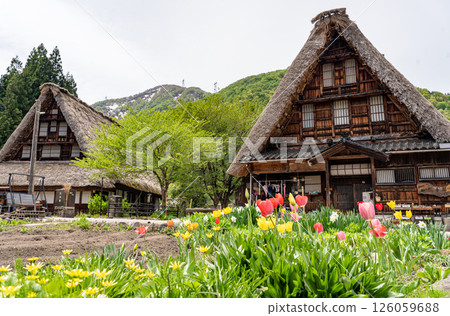 參觀五箇山合掌村,感受其原始的自然風光 參觀五箇山合掌村,感受其原始的自然風光 126059688