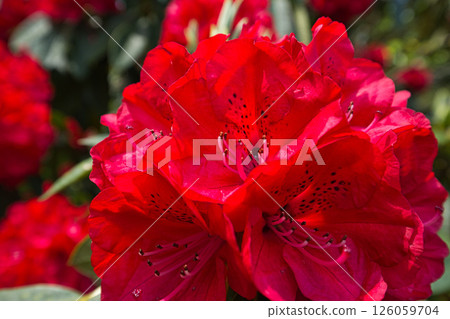 A botanical garden with blooming rhododendrons A botanical garden with blooming rhododendrons 126059704