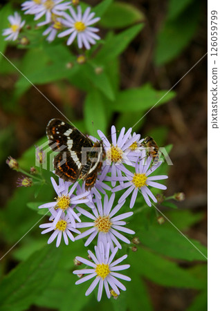 上高地山區度假區 / 上高地的動植物、大翅蝴蝶 126059799