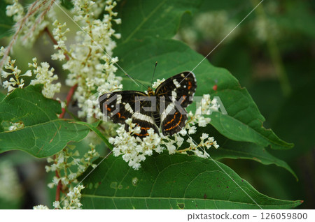 上高地山區度假區 / 上高地的動植物、大翅蝴蝶 126059800