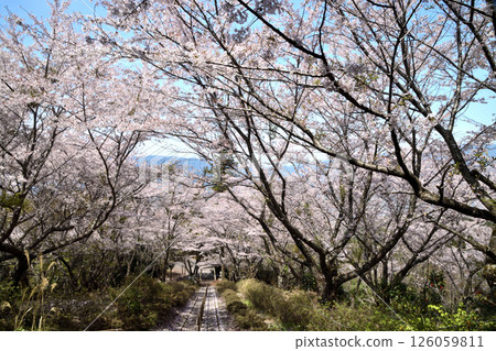 國代山的櫻花樹（眺望金剛山）[和歌山縣橋本市] 126059811