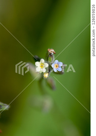 Forget-me-nots (Myosotis discolor) whose flowers change color. Forget-me-nots (Myosotis discolor) whose flowers change color. 126059816