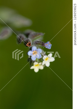 勿忘我(Myosotis discolor),其花會變色。 勿忘我(Myosotis discolor),其花會變色。 126059823