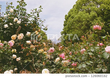Fuji and Roses 126060182
