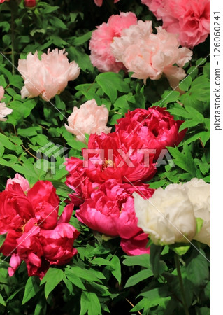 Large peony flower Large peony flower 126060241