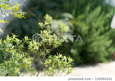 明亮的花園植物 126060262
