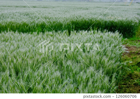 Wheat field of morning dew Wheat field of morning dew 126060706