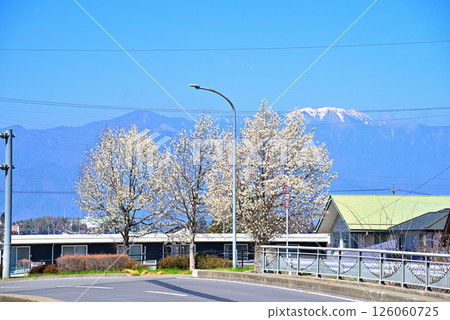 <Nagano Prefecture> Spring in Matsumoto City Sasaga: Snow-capped Northern Alps and cherry blossoms in full bloom from Omata Bridge <Nagano Prefecture> Spring in Matsumoto City Sasaga: Snow-capped Northern Alps and cherry blossoms in full bloom from Omata Bridge 126060725