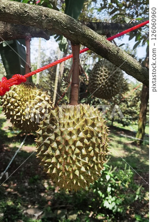 Close up of durians hanging  126060960