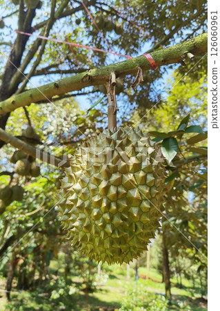 Close up of durians hanging Close up of durians hanging 126060961