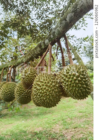 Close up of durians hanging  126060962