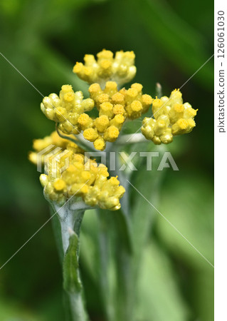 Hakko Kusa (mother-infant) 126061030