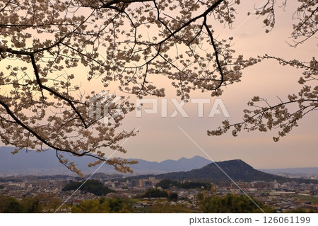 從天枰丘欣賞盛開的櫻花和明日香的夜景 126061199