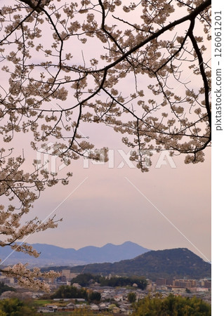 從天枰丘欣賞盛開的櫻花和明日香的夜景 126061201