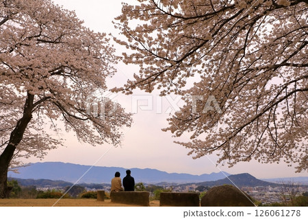 從天枰丘欣賞盛開的櫻花和明日香的夜景 126061278