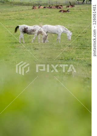 草原上的白馬，蒜山高原 126061481