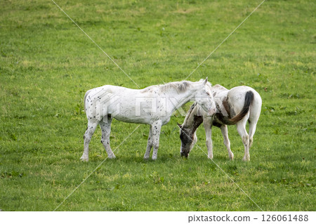 草原上的白馬，蒜山高原 126061488
