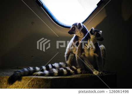 A dialogue of light and shadow: the striking silhouette of a ring-tailed lemur A dialogue of light and shadow: the striking silhouette of a ring-tailed lemur 126061496
