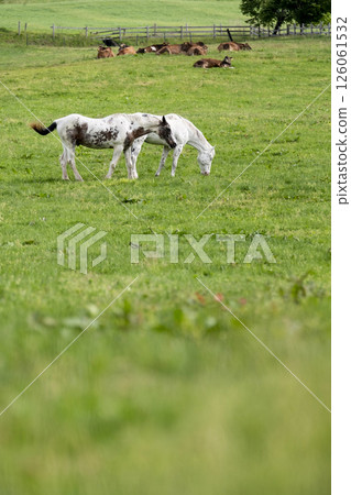 草原上的白馬，蒜山高原 126061532