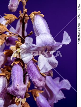 Elegant Light Purple Paulownia Flowers Blooming in Spring Elegant Light Purple Paulownia Flowers Blooming in Spring 126061767