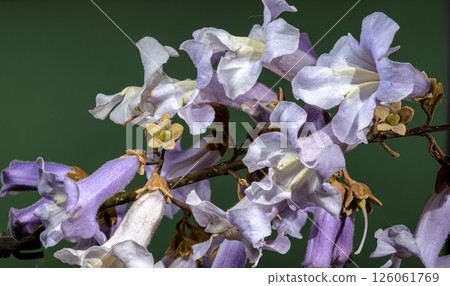 Elegant Light Purple Paulownia Flowers Blooming in Spring 126061769