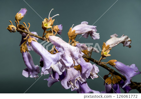 Elegant Light Purple Paulownia Flowers Blooming in Spring Elegant Light Purple Paulownia Flowers Blooming in Spring 126061772