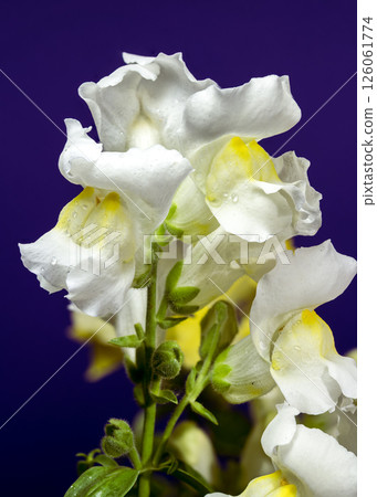 Close-up of a white Snapdragon flower on deep purple 126061774