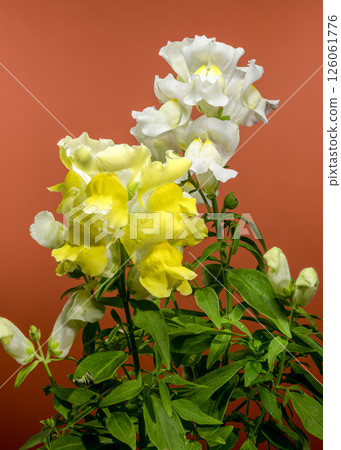 White and Yellow Snapdragon flower on brown background 126061776