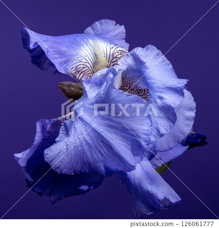 Regal Blue Iris Bloom Against a Deep Indigo Backdrop Regal Blue Iris Bloom Against a Deep Indigo Backdrop 126061777