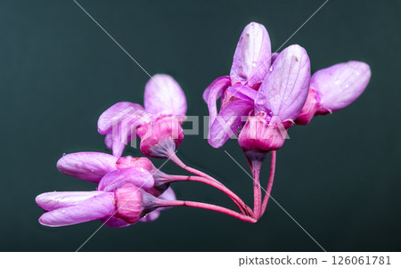 Delicate Pink Redbud Blossoms on a Slender Branch Delicate Pink Redbud Blossoms on a Slender Branch 126061781