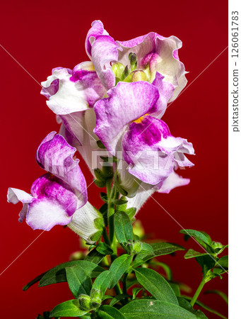 Vibrant Pink and White Snapdragon Bloom Against a Red Backdrop 126061783