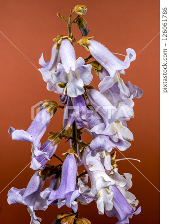 Elegant Light Purple Paulownia Flowers Blooming in Spring Elegant Light Purple Paulownia Flowers Blooming in Spring 126061786