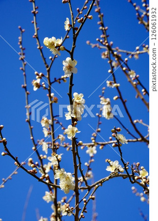 White plum shining in the blue sky 126061932