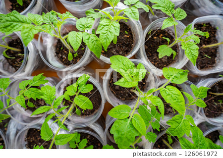 Small seedling pots with young sprouts on a windowsill. Concept of home gardening and vegetable planting preparation. Small seedling pots with young sprouts on a windowsill. Concept of home gardening and vegetable planting preparation. 126061972