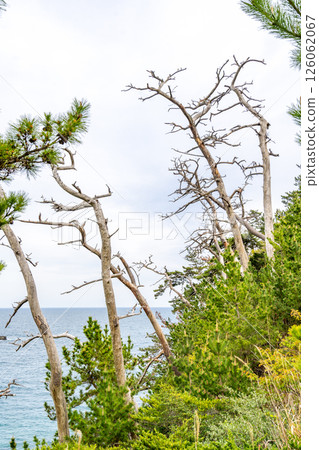 Ryumaizaki, Sanriku Fukkou National Park, Japan's largest sea cliff, the southernmost point of Kesennuma Oshima 126062067