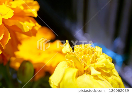 Marigold Marigold 126062089