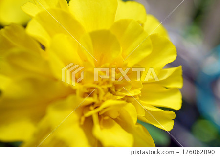 Marigold Marigold 126062090