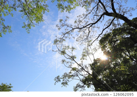 Blue sky, contrail, sun, trees Blue sky, contrail, sun, trees 126062095