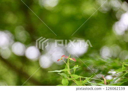 Fresh green maple flower 126062139