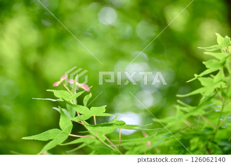 新鮮的綠色槭樹花 126062140
