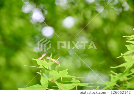 新鮮的綠色槭樹花 新鮮的綠色槭樹花 126062142