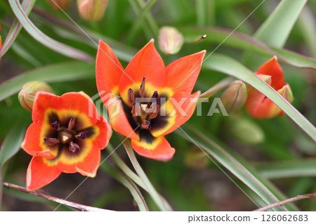 Tulip Little Princess Flower 126062683