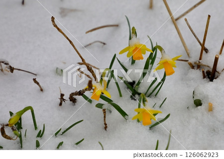 Daffodils: Flowers in the Snow 126062923