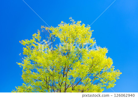 [Early summer ingredients] Fuefukigawa Fruit Park and Kofu Basin in the season of fresh greenery [Yamanashi Prefecture] 126062940